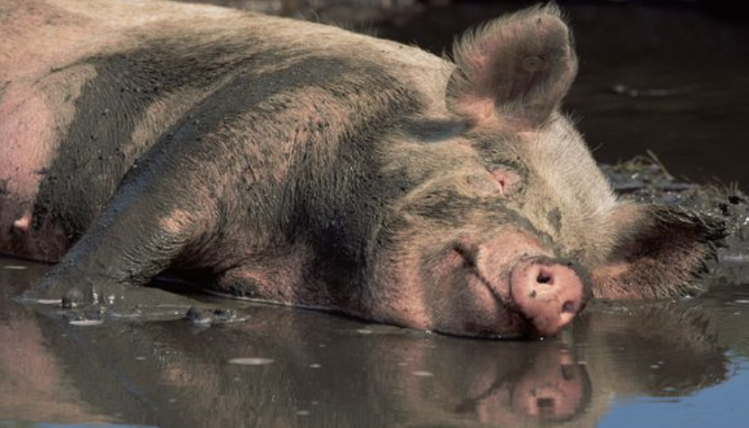Pig lying in the mud