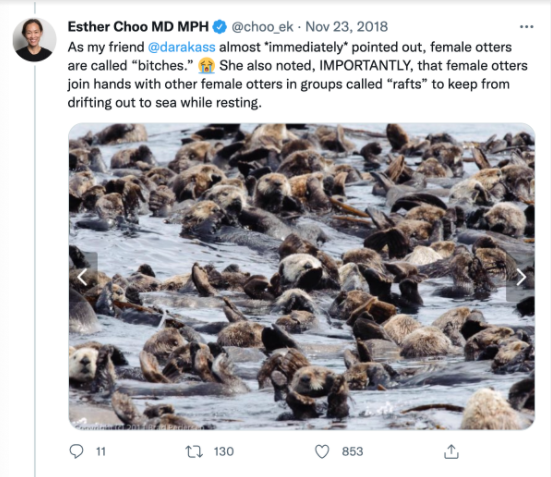 Esther Choo MD MPH tweet reads As my friend @darakass almost immediately pointed out, female otters are called bitches. Crying emoji She also noted, importantly, that female otters join hands with other female otters in groups called rafts to keep from drifting out to sea while resting